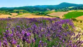 colli pisano lavanda