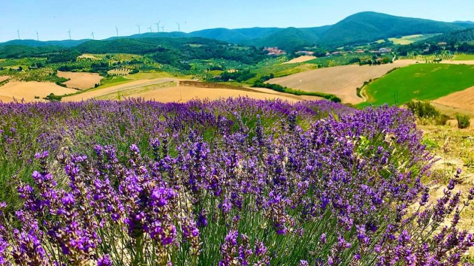 La Toscana come la Provenza: i bellissimi campi di lavanda