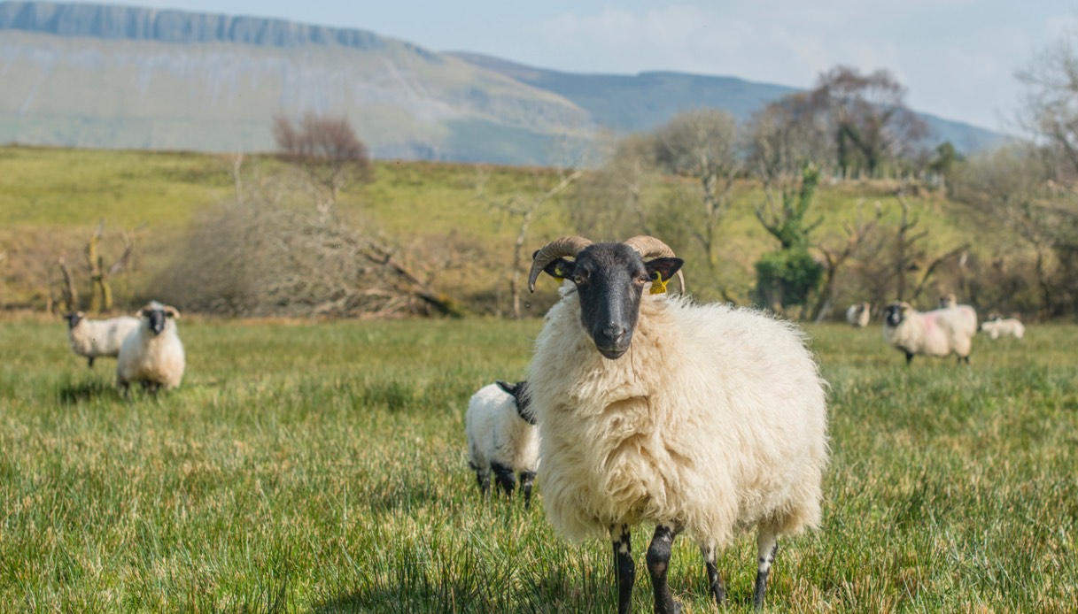 Pecore su un campo in Irlanda