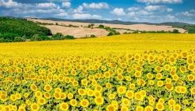 L’oro giallo della Toscana sembra un sogno a occhi aperti