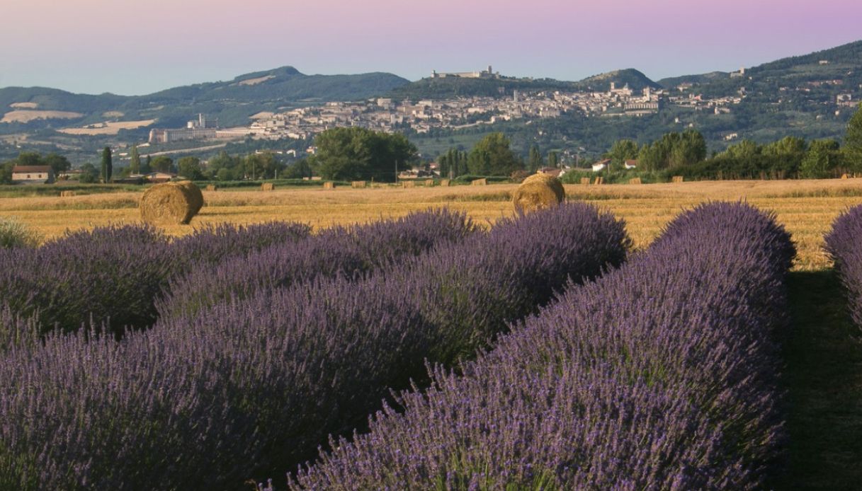 Festa della Lavanda in provincia di Assisi