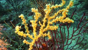 Anche l’Italia ha la sua barriera corallina