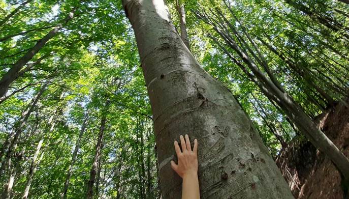 forest-bathing-Parco-del-respiro_Fai-Paganella