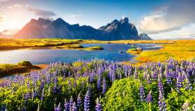 D’estate, l’Islanda si tinge di lilla. Ed è pura magia