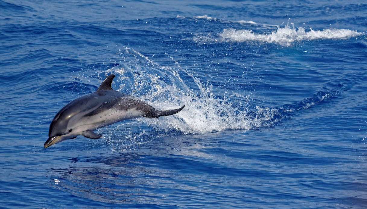 Liguria Santuario dei Cetacei