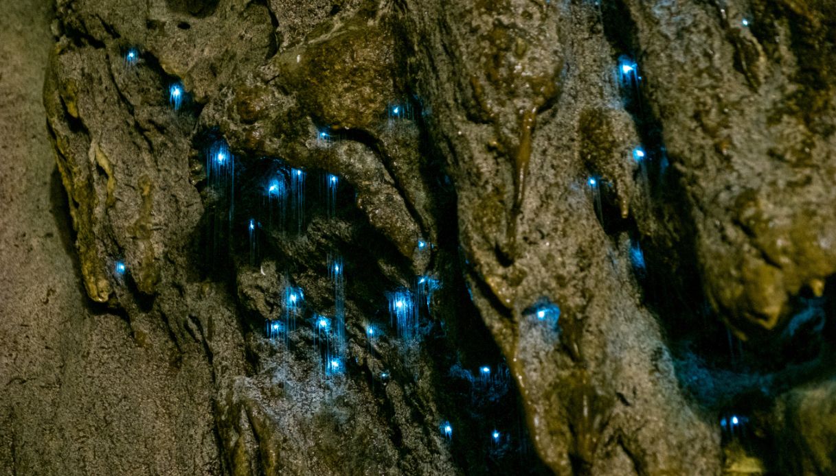 Migliaia di lucciole alle Waitomo Caves