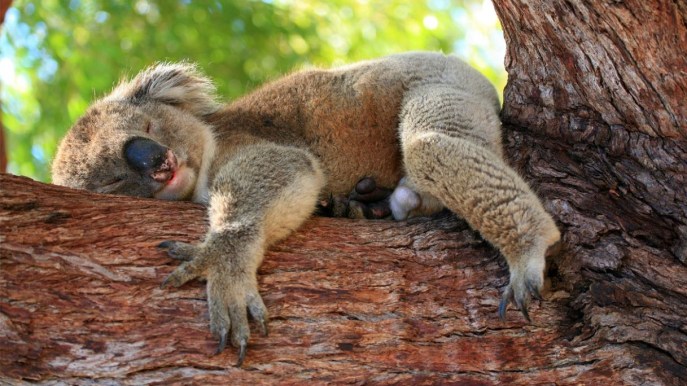 Viaggio in Australia: animali fantastici e dove trovarli