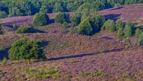 Parco Nazionale Veluwezoom, perla olandese che d’estate si tinge di viola