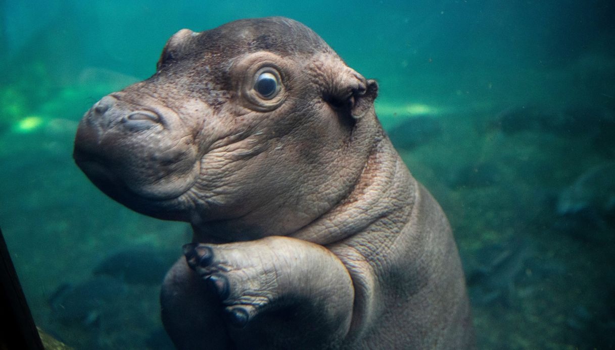 Dentro la tana degli ippopotami per conoscere Fritz