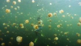 Nuotare tra le meduse: il Jellyfish Lake è spettacolare