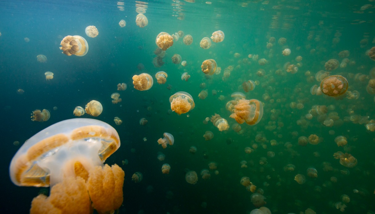 Nuotare tra le meduse il Jellyfish Lake è spettacolare