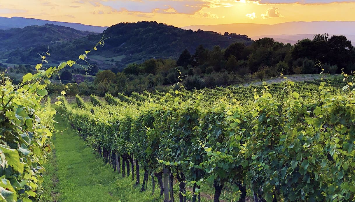 Vigneti della Slavonia