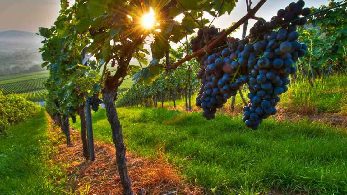 Andar per vigne