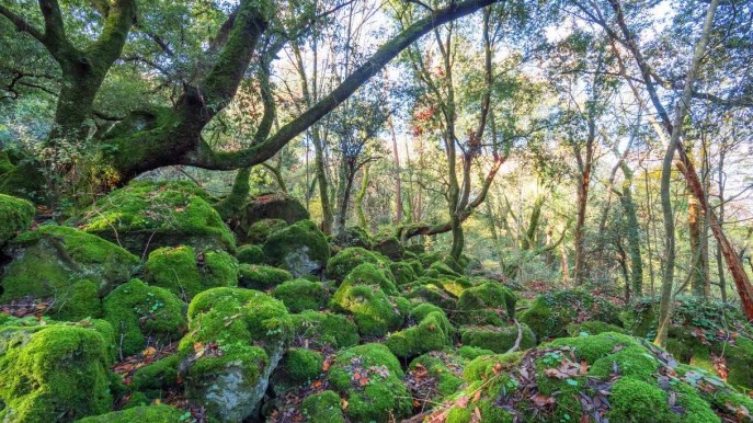 Il bosco di Biancaneve esiste davvero: si trova in Italia