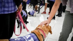 100 cani e gatti ti aiutano a superare la paura di volare in questo aeroporto