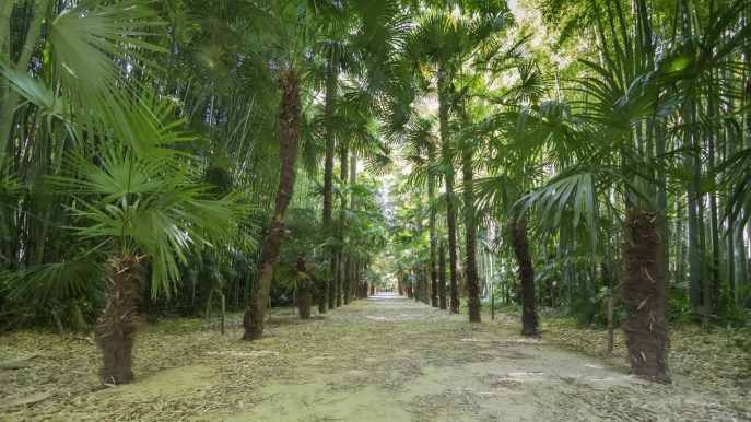 Bambouseraie de Prafrance, la foresta di bambù nel cuore della Francia