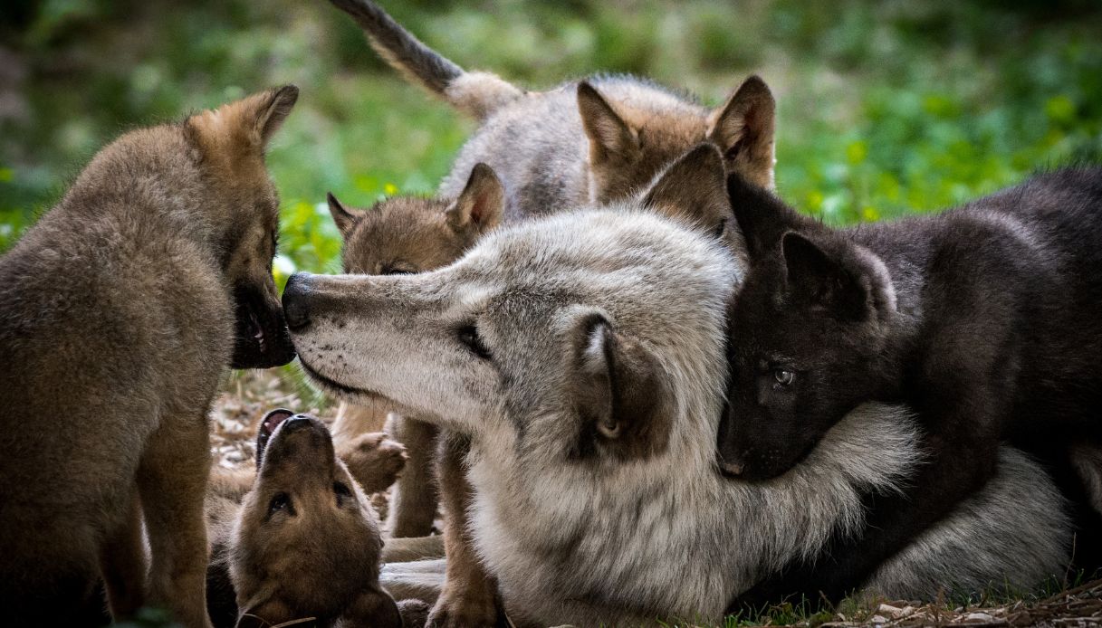 Un branco di lupi con i cuccioli