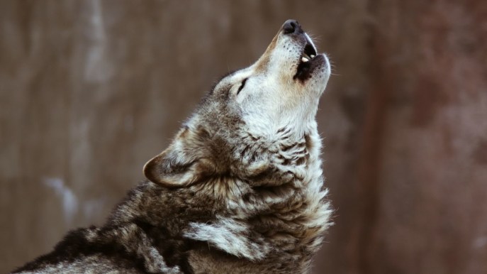 Wolf Howling: ululare con i lupi nelle foreste italiane