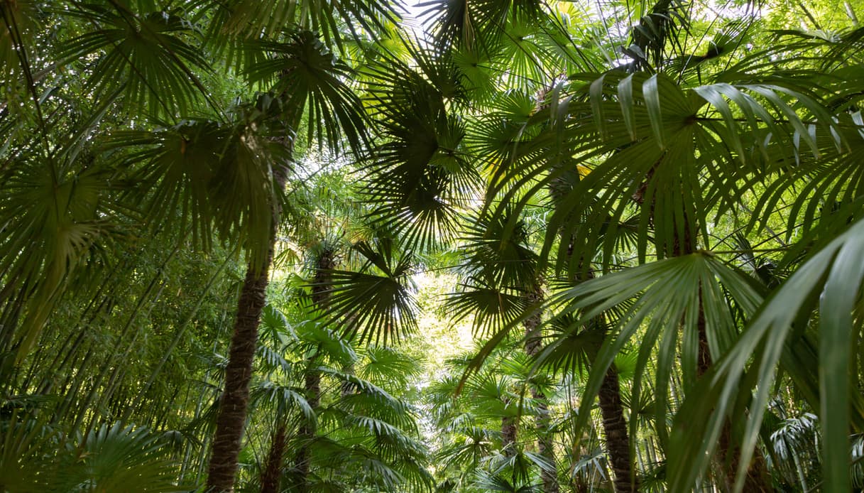 palme Bambouseraie