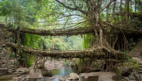 I ponti viventi del Meghalaya