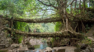 In India esistono ponti che vivono e respirano