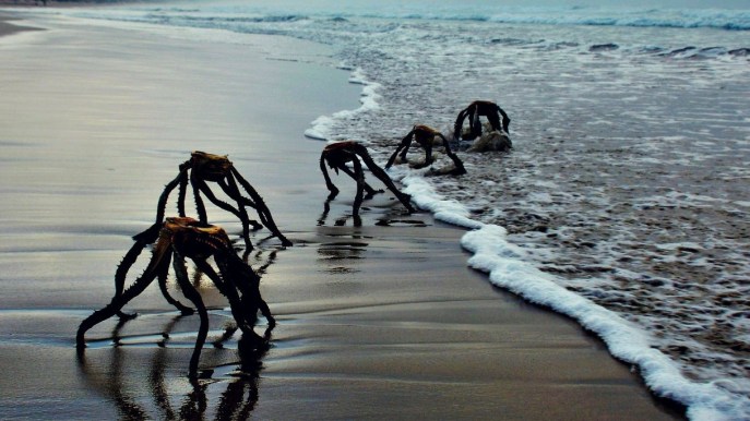 Lo strano caso dei mostri alieni sulla spiaggia in Sudafrica