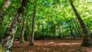 Cosa Fare E Cosa Vedere In Foresta Umbra Nel Sud Italia