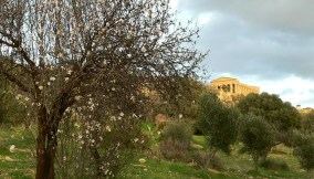 agrigento-mandorli-in-fiore