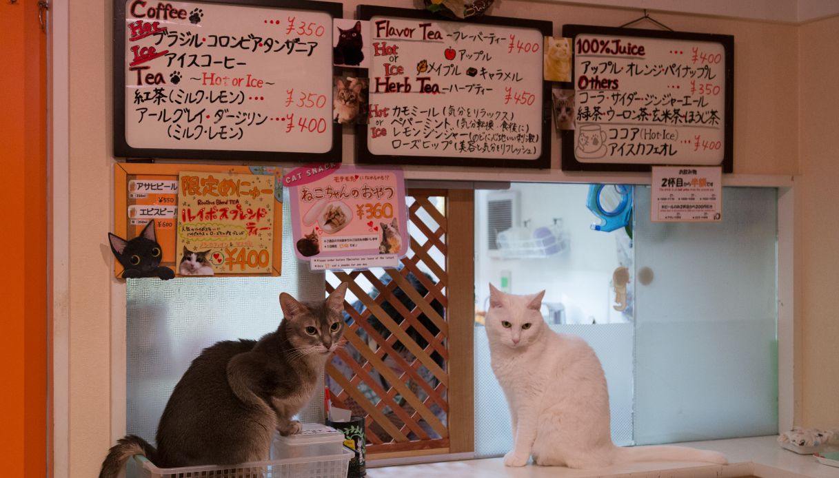 Cat Cafè a Tokyo