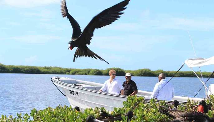 principe-Harry-Frigate-Bird-Sanctuary-Barbuda