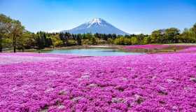 Shibazakura: l’incantesimo che tinge di rosa il Monte Fuji