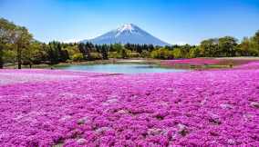 La fioritura incantata ai piedi del Monte Fuji