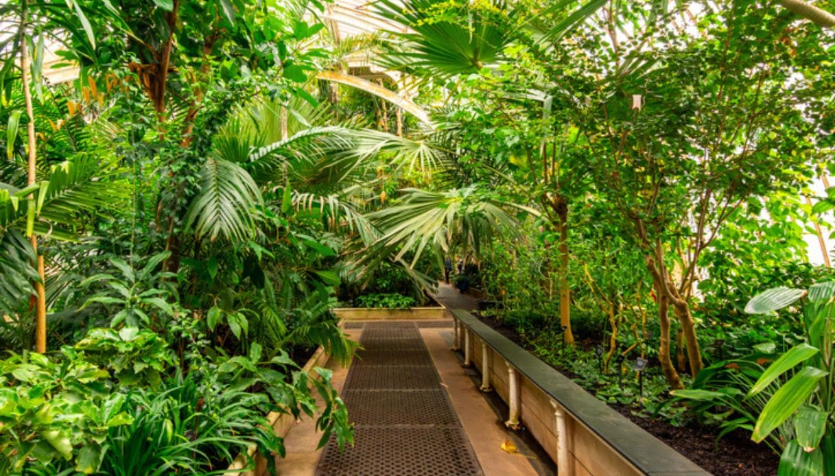 Piante tropicali presenti nelle serre dei Kew Gardens, giardini botanici poco distanti da Londra