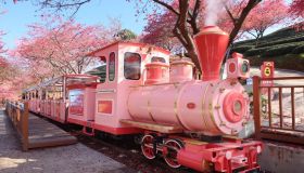 Il trenino rosa che attraversa i fiori di ciliegio