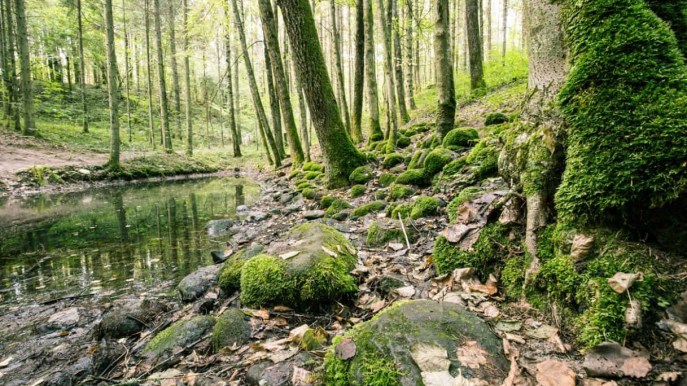 Lettonia, la misteriosa foresta popolata da leggende