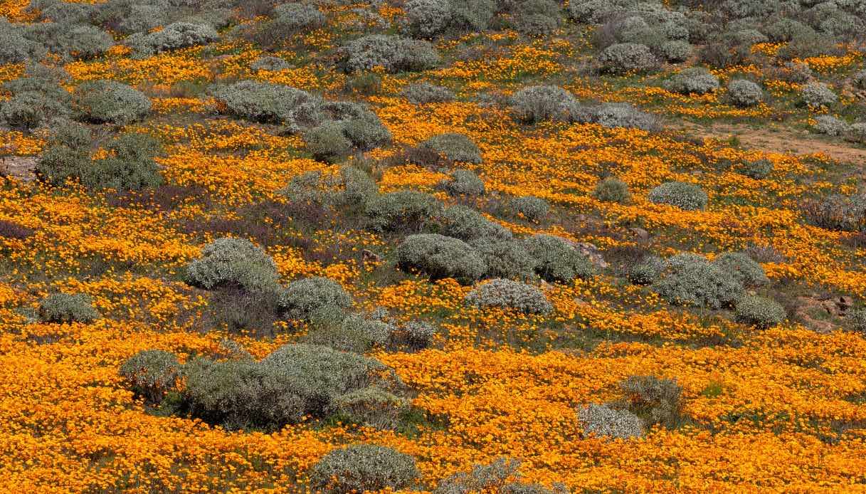 La prima fioritura primaverile è una distesa di papaveri dorati in California