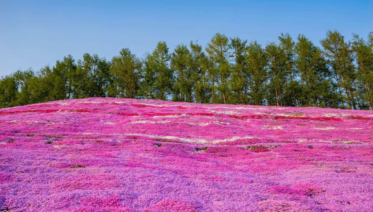 La fioritura del muschio rosa in Giappone