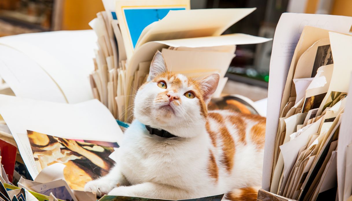 I gatti nella Libreria Acqua Alta di Venezia