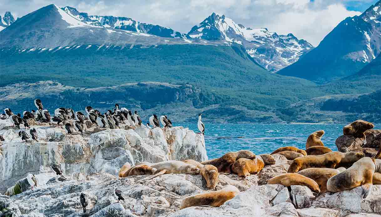 patagonia-pinguini-foche