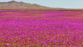 Il miracolo della natura che fiorisce nel deserto più arido del mondo