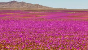 La fioritura nel deserto di Atacama