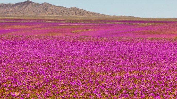Il miracolo della natura che fiorisce nel deserto più arido del mondo