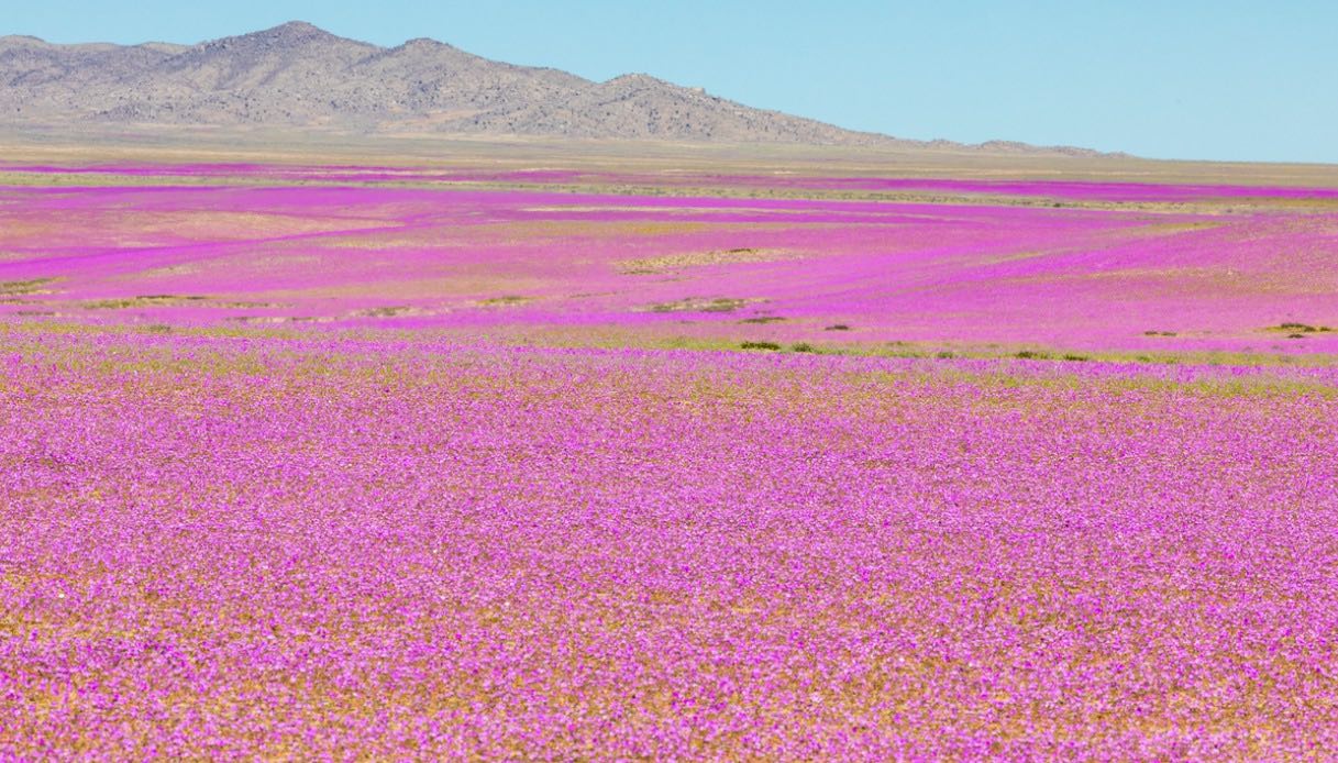 Il miracolo del deserto fiorito, Atacama
