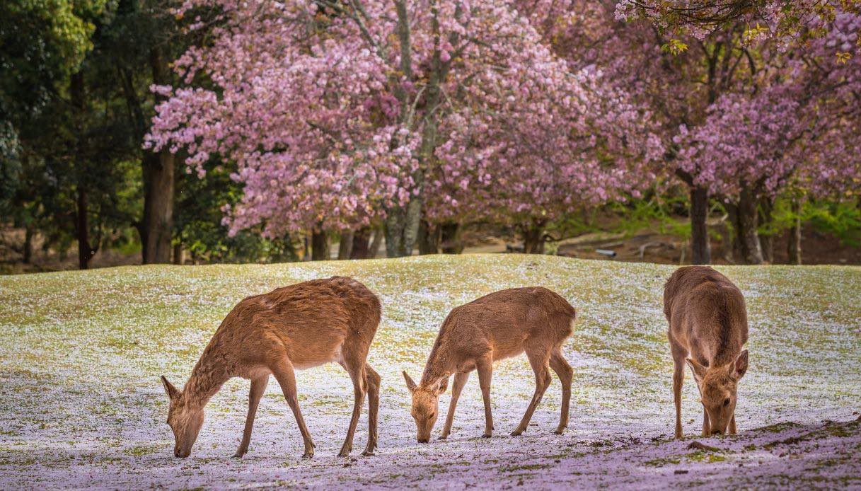 Nara, l'antica capitale del Giappone