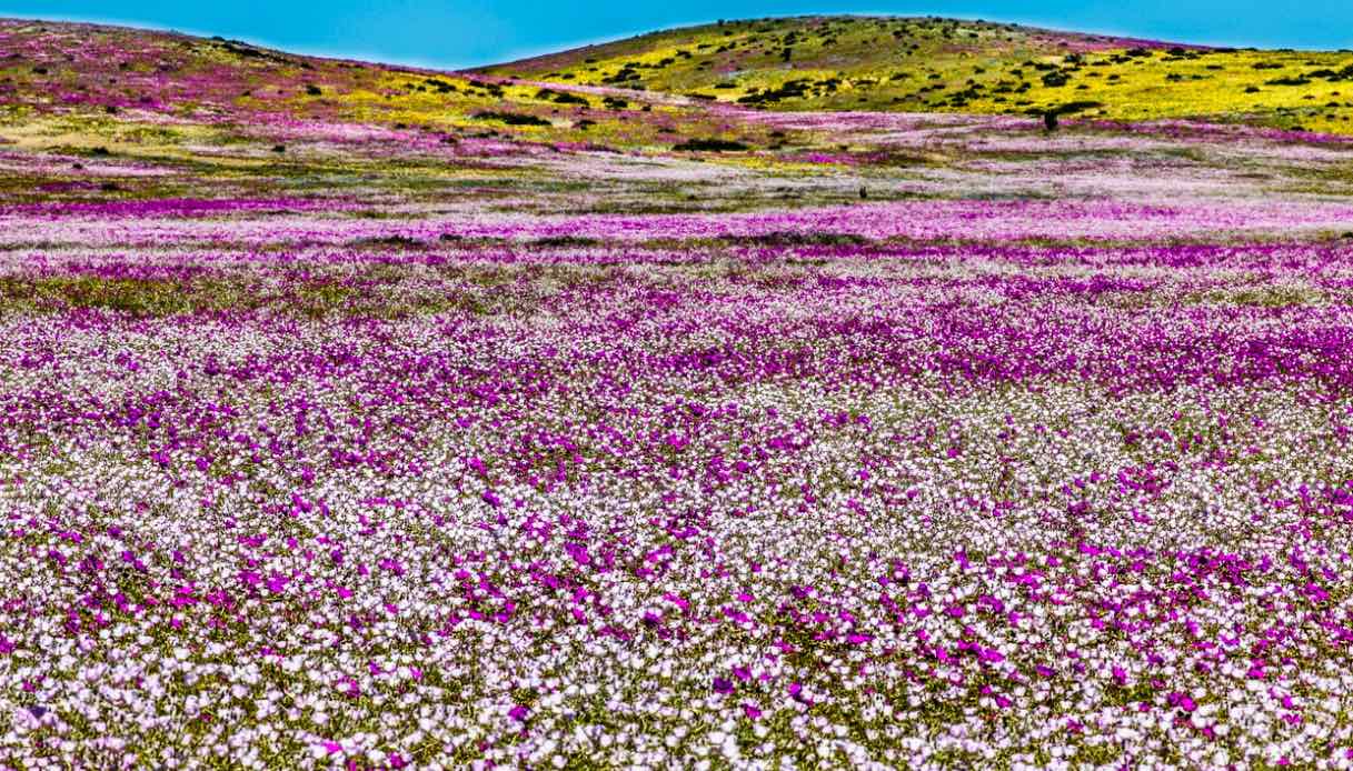 Un tappeto di fiori colorati sboccia nel deserto più arido del mondo