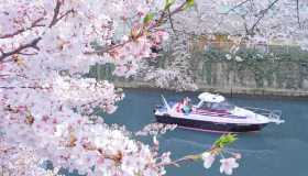A Tokyo si risvegliano i sakura: la primavera più incantevole al mondo