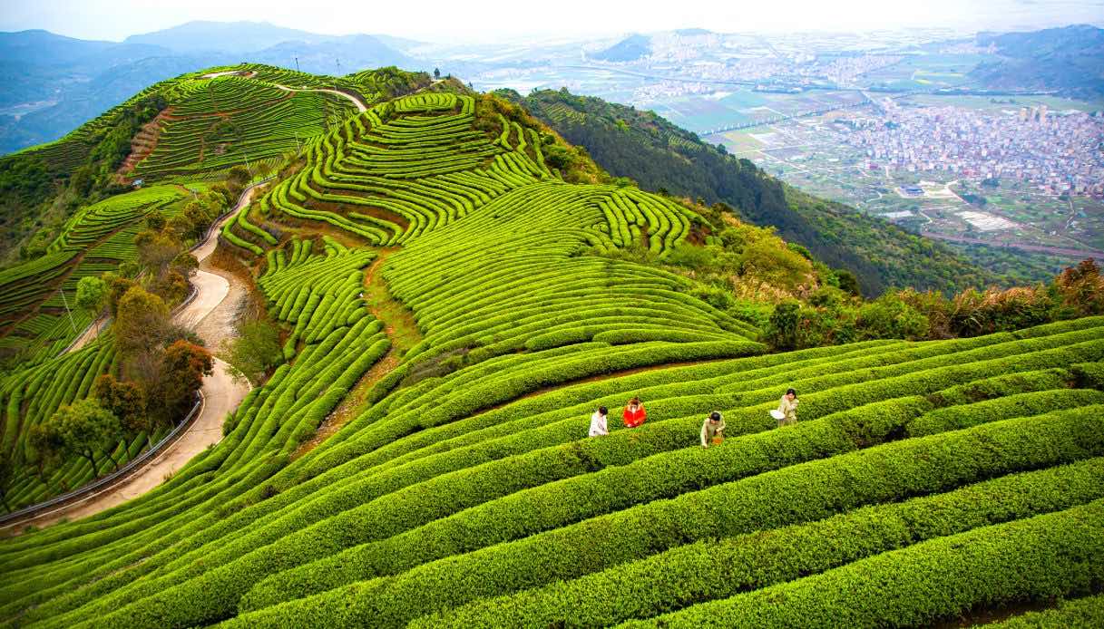 Perché Dovresti Visitare Un Tea Garden Almeno Una Volta Nella Vita