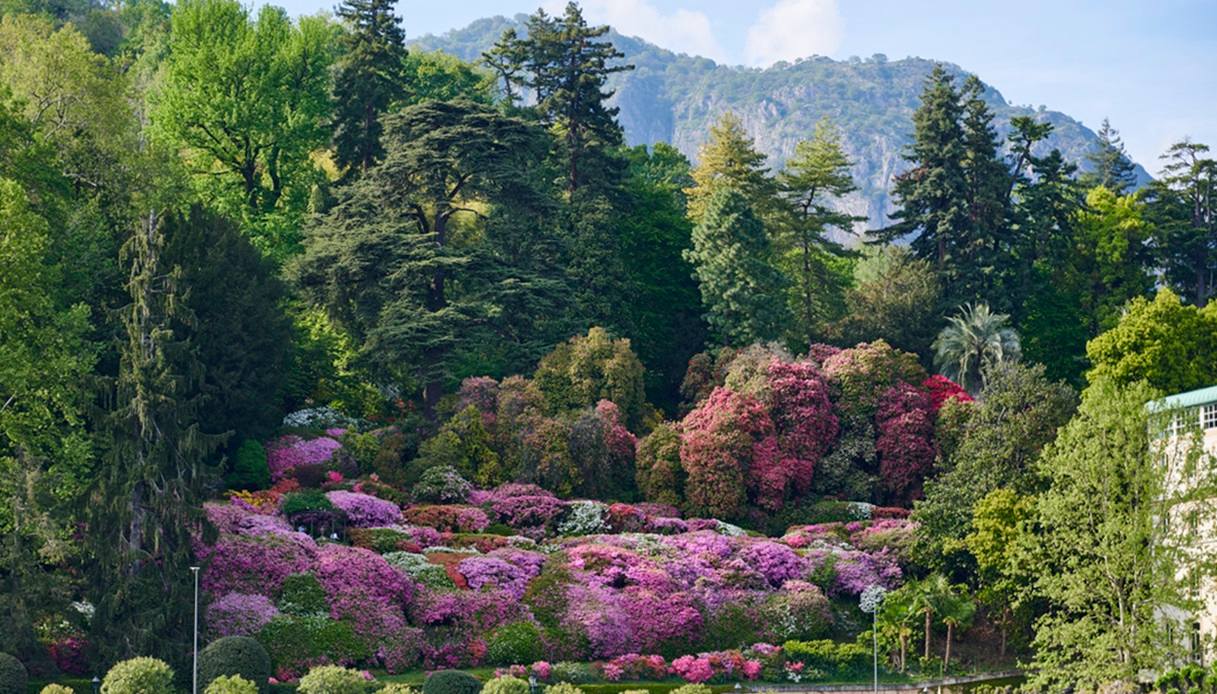 Fiori dei giardini di Villa Carlotta