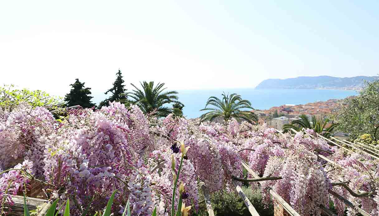 Riapre il più bel giardino di glicini d’Italia