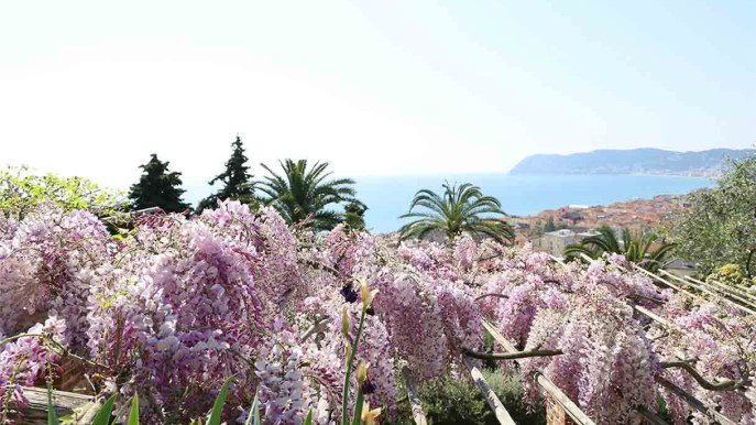 Riapre il più bel giardino di glicini d’Italia